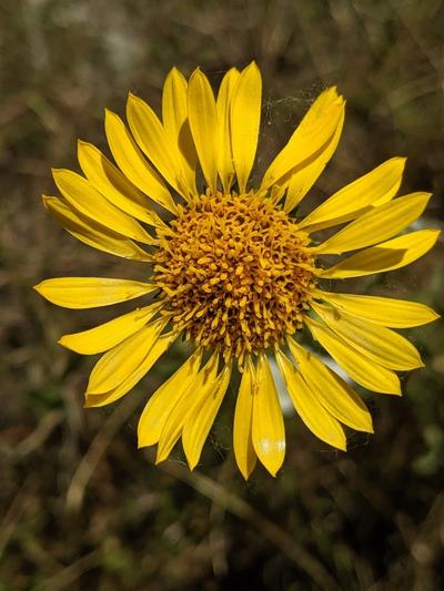 Close-up of Hairy Gumweed