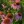 Close-up of Purple Coneflower