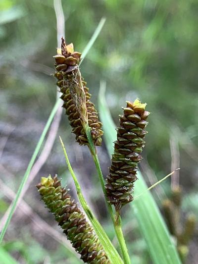 Close-up of Short's Sedge