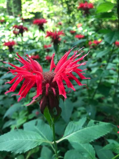 Close-up of Scarlet Bee Balm
