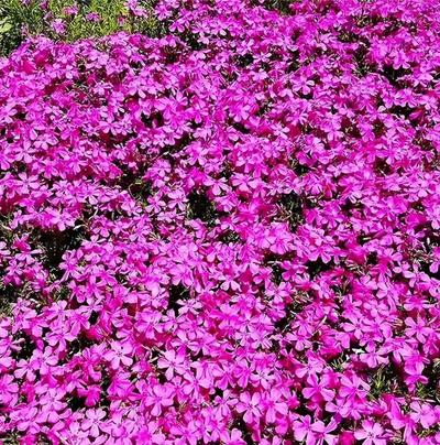 Close-up of Drummond's Pink Creeping Phlox