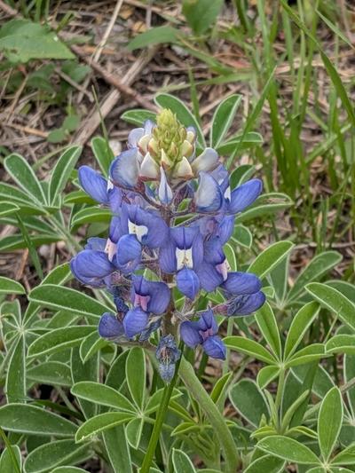 Close-up of Texas Bluebonnet