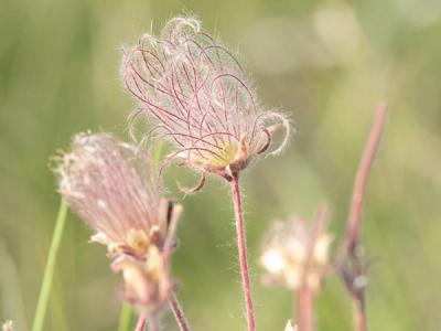 Close-up of Prairie Smoke