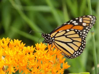 monarch butterfly feeding on butterfly milkweed