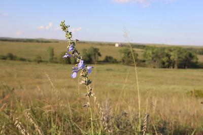 giant blue sage in an open plain in kansas