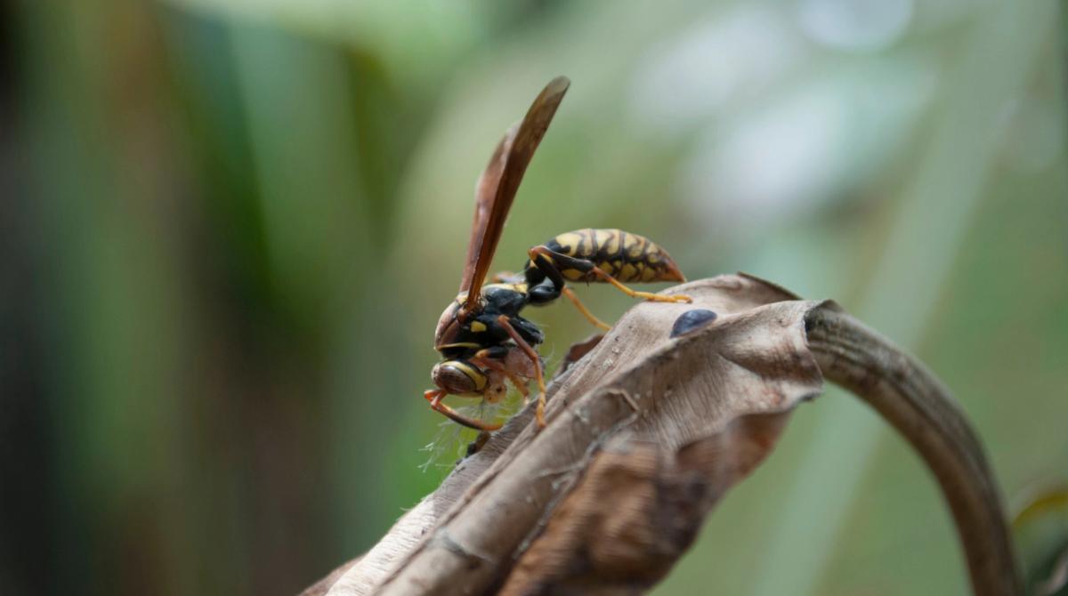 wasp with insect prey