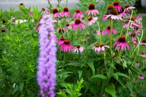 Vibrant pink conehead flower growing with bright green foliage.