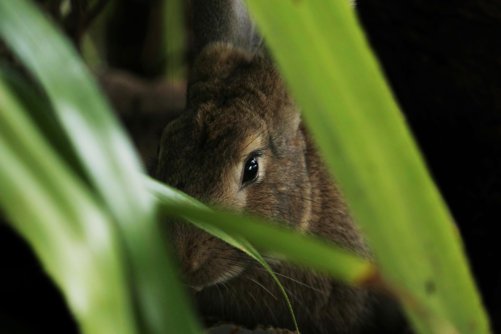 A brown rabbit hiding in the tall grass.