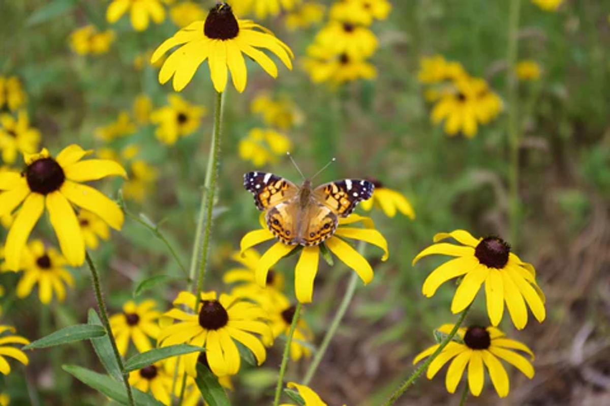 American Lady butterfly on yellow flowers