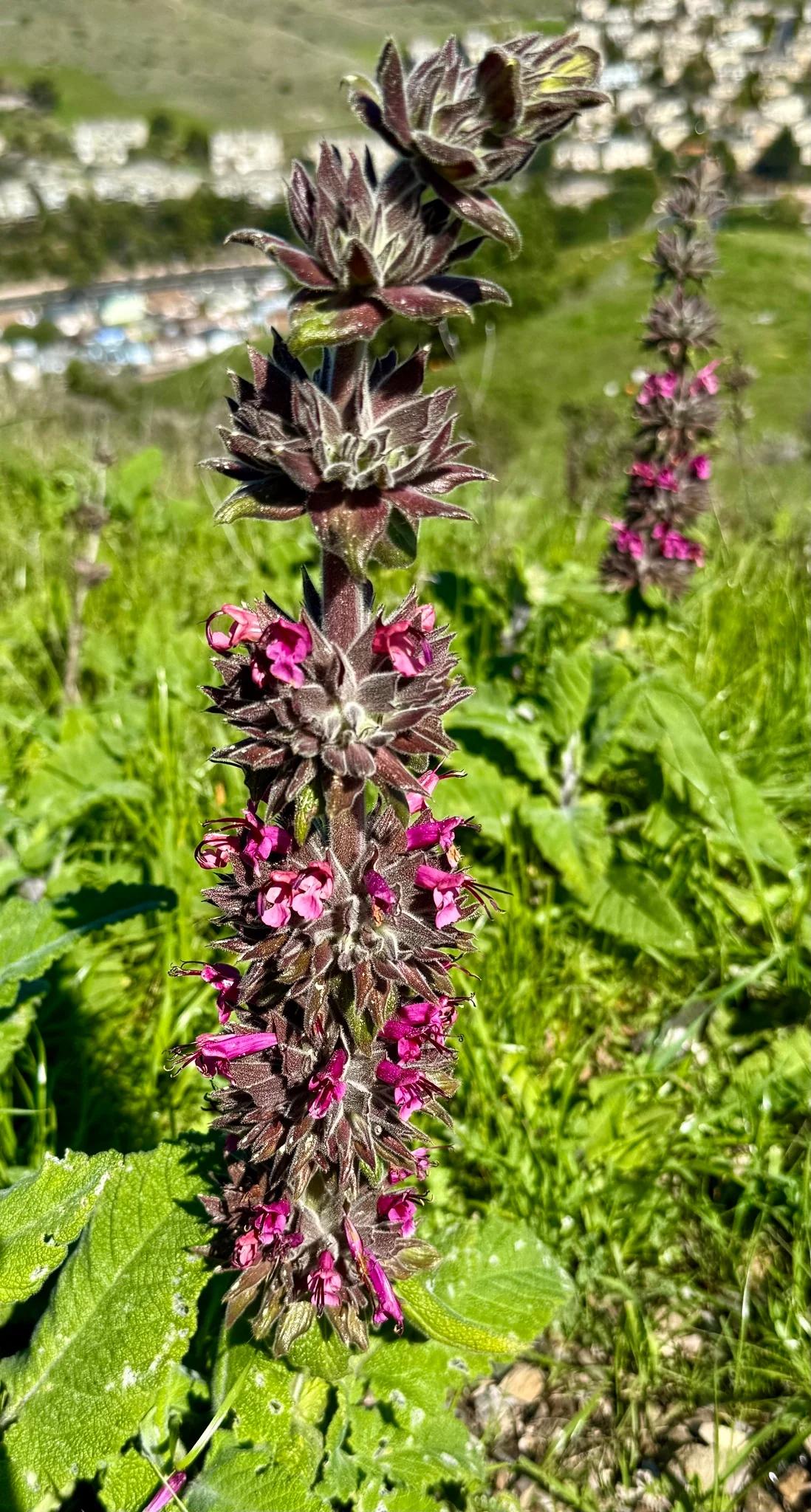 Hummingbird Sage in Bloom 