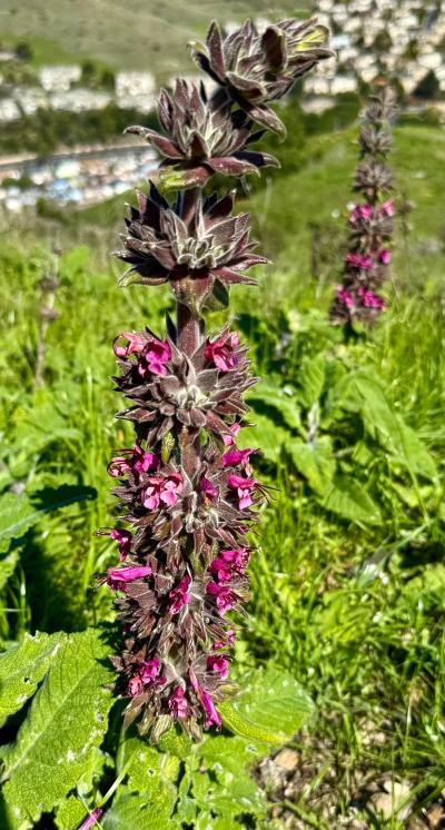 Hummingbird Sage in Bloom