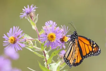 a monarch on a new england aster