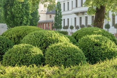 Boxwood shrubs in a front yard