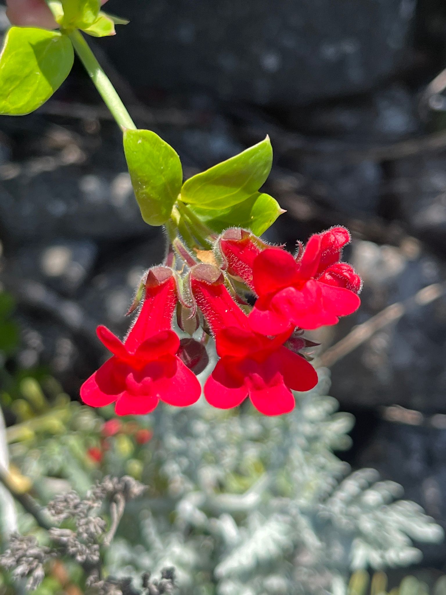 Close-up of Island Bush Snapdragon