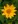 Close-up of Oxeye Sunflower
