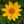 Close-up of Oxeye Sunflower