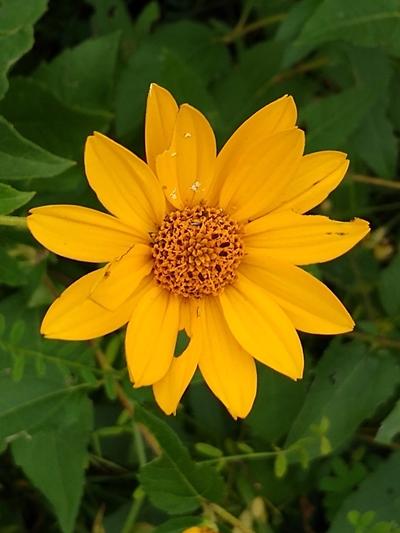 Close-up of Oxeye Sunflower