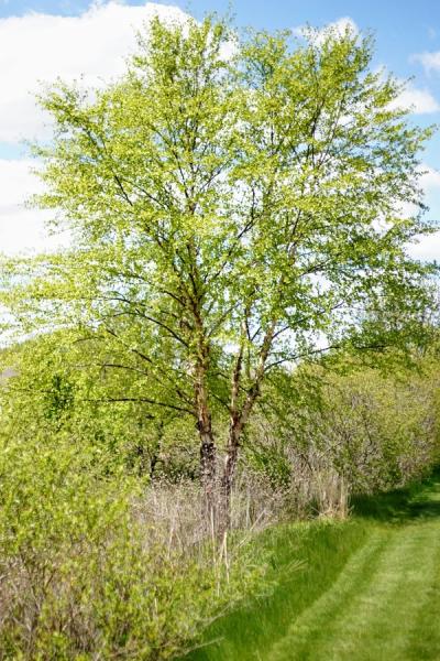 Close-up of River Birch