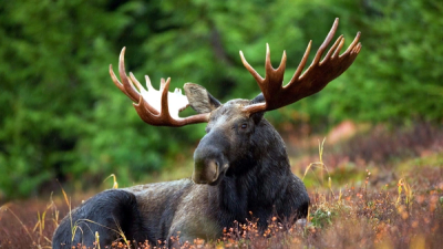a moose standing in a forest