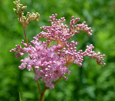 Close-up of Queen of the Prairie