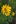 Close-up of Sawtooth Sunflower