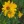 Close-up of Sawtooth Sunflower