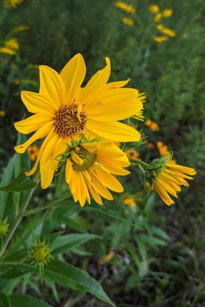Close-up of Sawtooth Sunflower