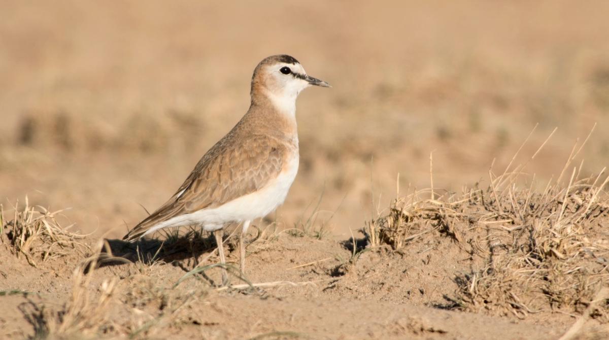 mountain plover in a sandy landscape