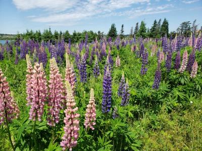 Close-up of Large-leaved Lupine