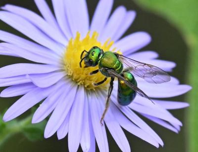 a small green metallic sweat bee feeding on a purple aster
