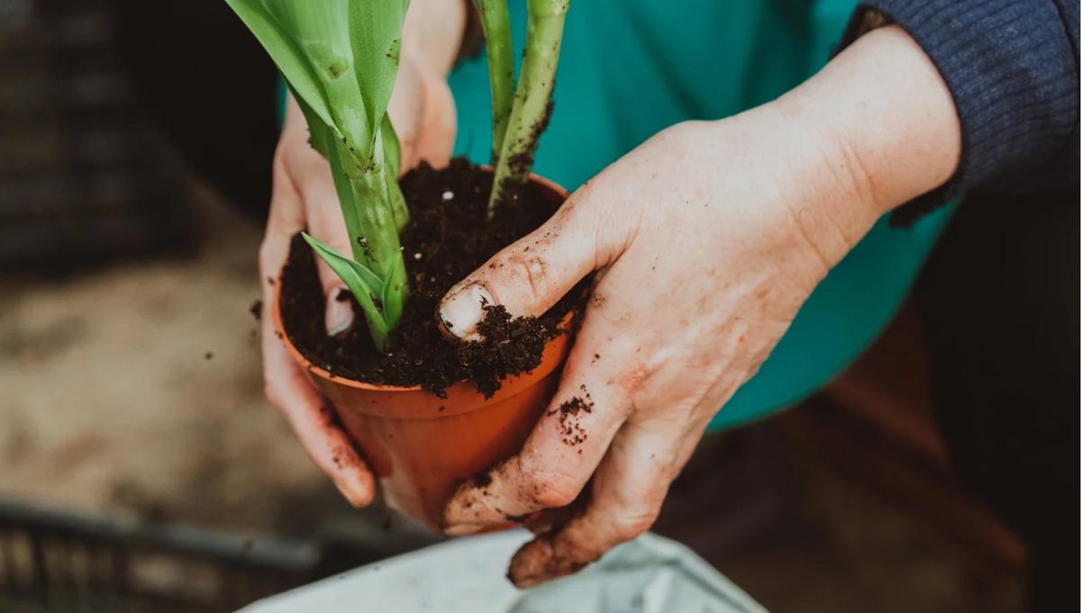 Hands holding potted plant