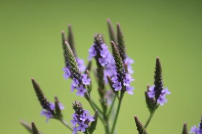 closeup of lavender blue vervain flowers