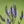 Close-up of Blue Vervain