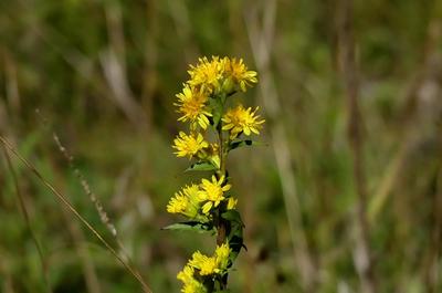Close-up of Downy Goldenrod