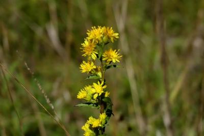 Close-up of Downy Goldenrod