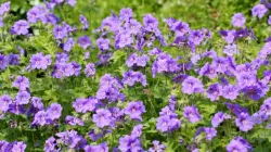 Wild Geranium