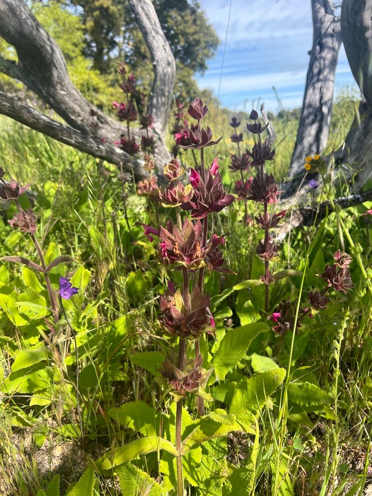 Hummingbird sage groundcover growing in dappled shade