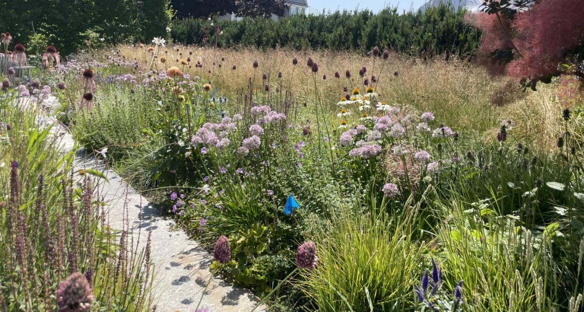 A meadow of native coneflowers and grasses