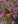 Close-up of Summer's Swan Song Ironweed