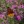 Close-up of Summer's Swan Song Ironweed