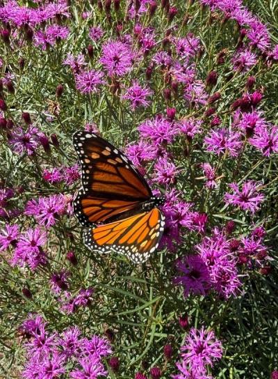 Close-up of Summer's Swan Song Ironweed
