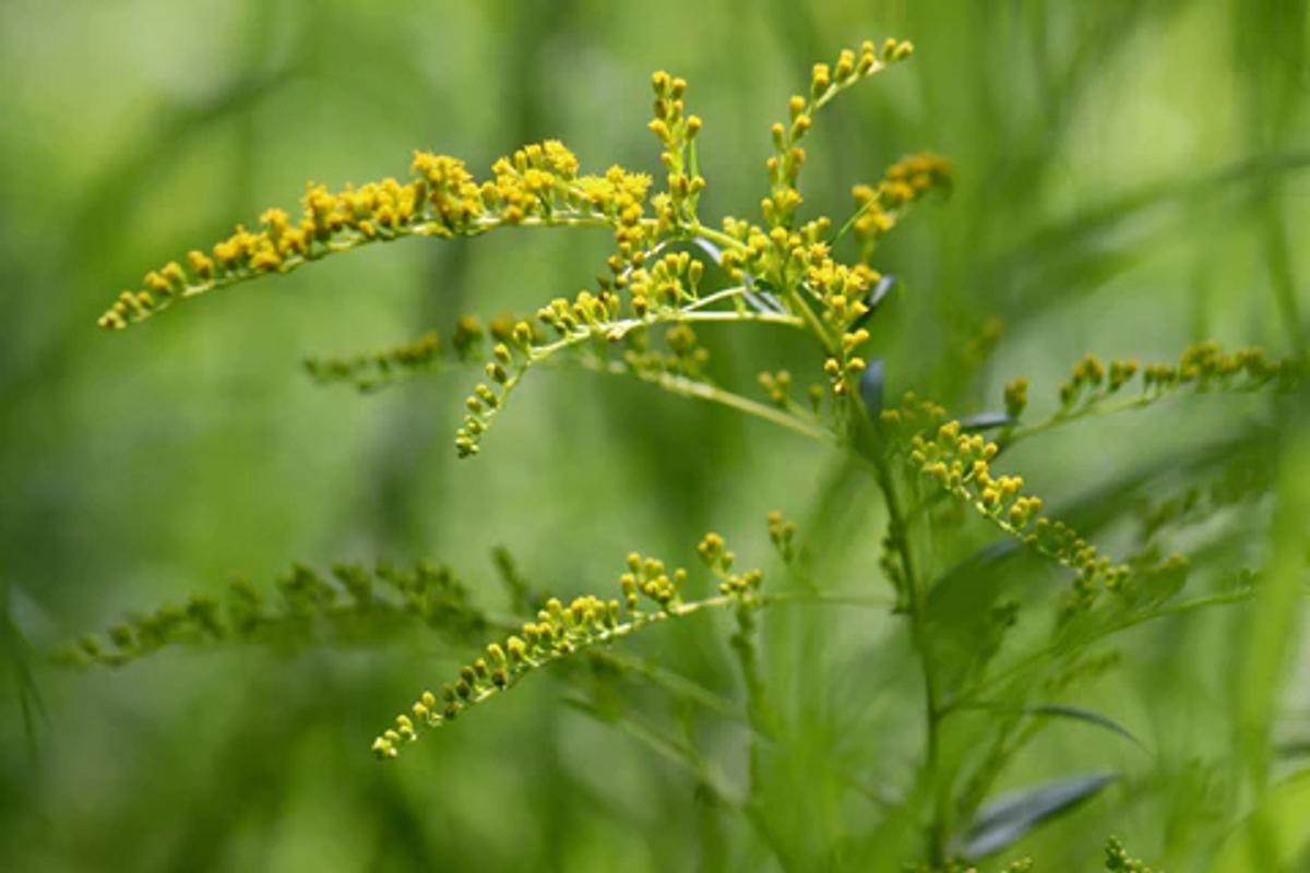 yellow goldenrod