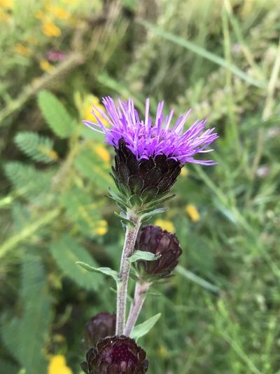 Close-up of Northern Blazing Star