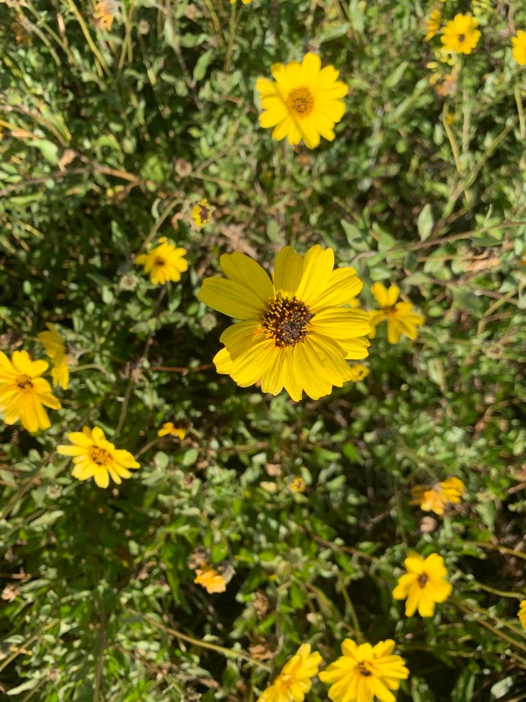Close-up of California Brittlebush