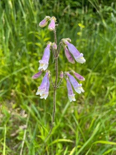 Close-up of Hairy Beardtongue