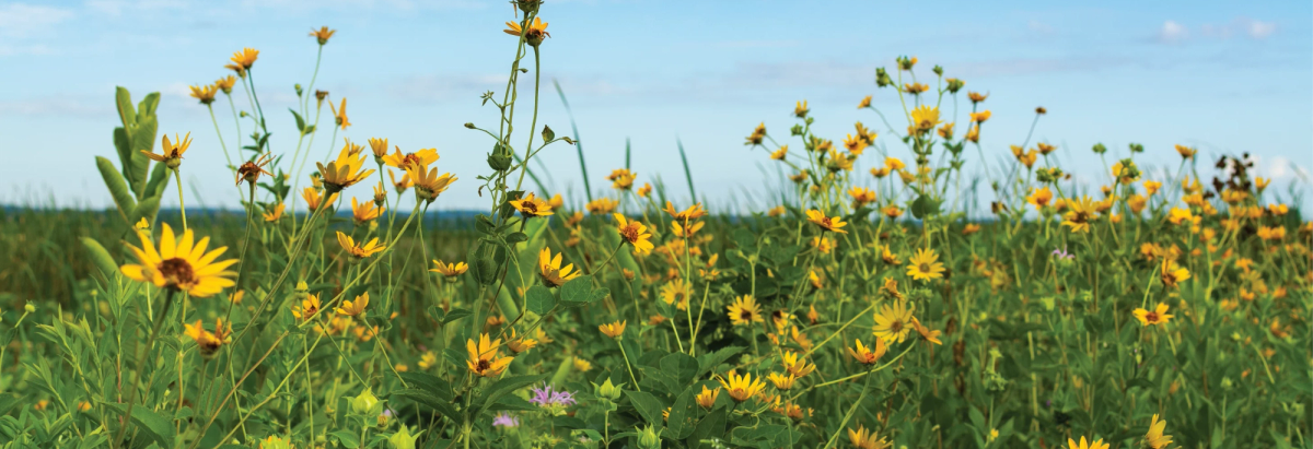 Compass plant, bee balm, and other native perennials