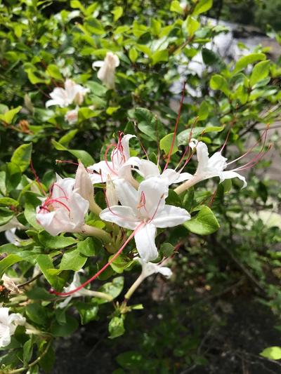 Close-up of Sweet Azalea