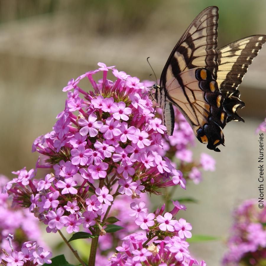 Close-up of Garden Phlox 'Jeana'
