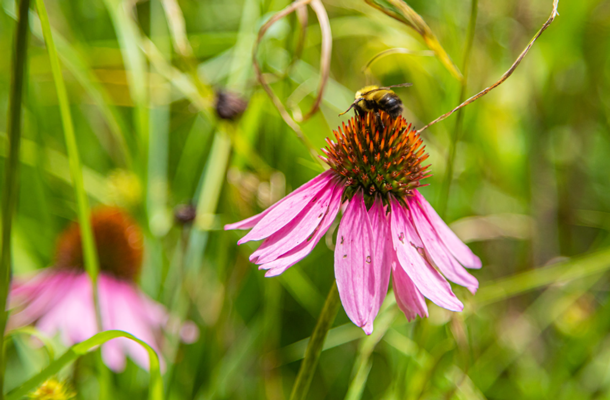 A bumblebee resting on a purple coneflower.