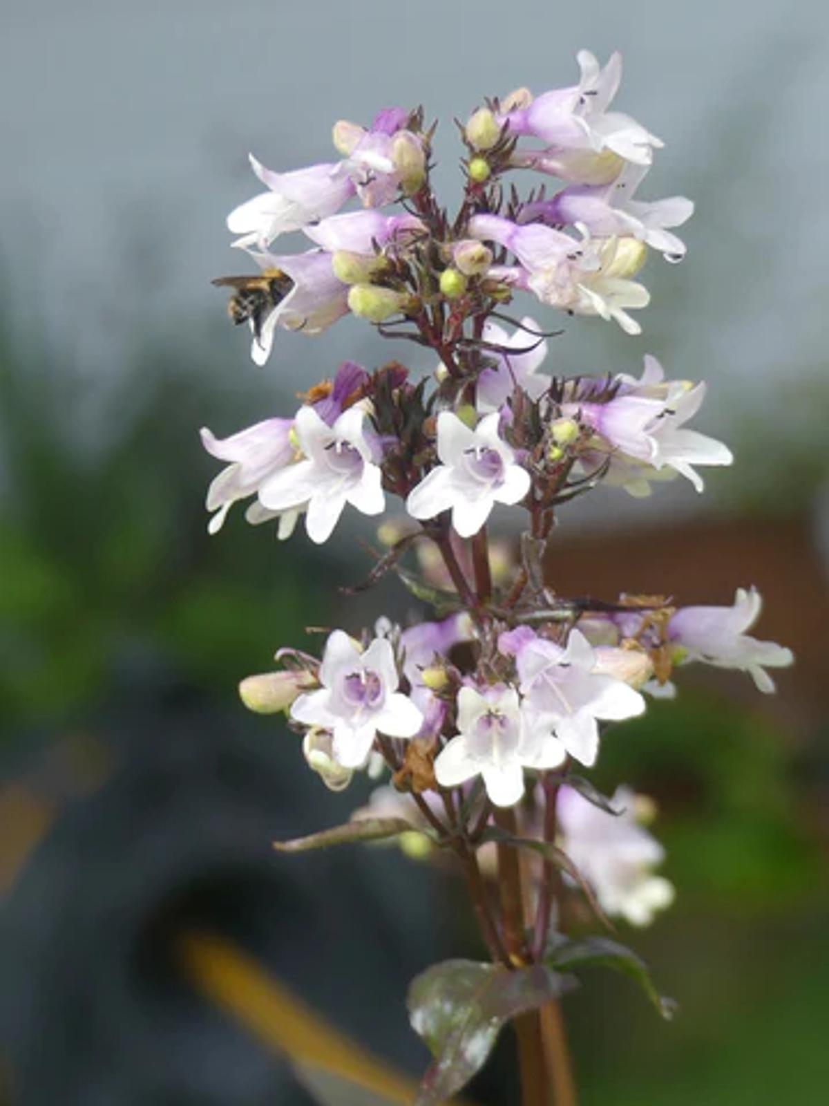 white foxglove flowers